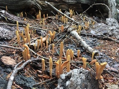 Clavariadelphus sachalinensis