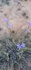 Moraea polyanthos