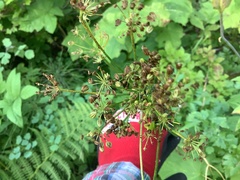 Ligusticum canbyi