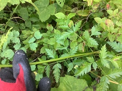 Ligusticum canbyi
