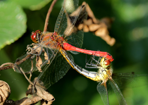 Ruddy Darter, photo 9 of 10