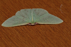 Chlorocoma assimilis