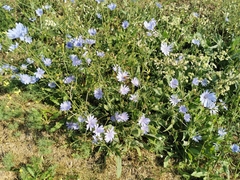 Cichorium intybus