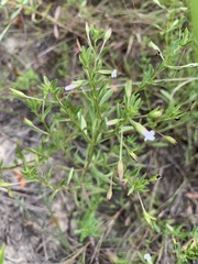 Mecardonia acuminata