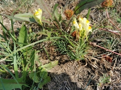 Linaria vulgaris