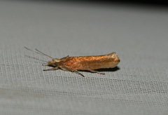 Ypsolopha parenthesella
