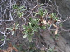 Daphne oleoides
