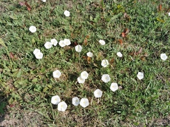Convolvulus arvensis