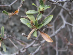 Daphne oleoides