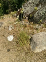 Daucus carota maximus