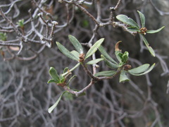 Daphne oleoides