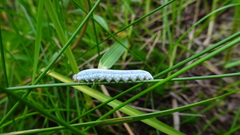 Monostegia