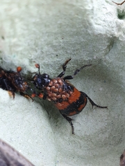 Nicrophorus investigator