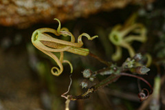 Trochomeria macrocarpa subsp. macrocarpa image