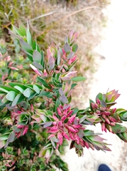 Styphelia triflora