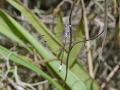 Lestes sigma
