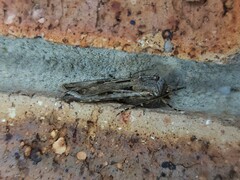 Agrotis munda