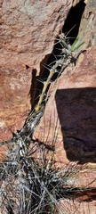 Pachypodium