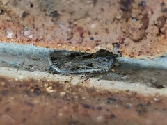 Agrotis munda