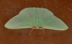 Chlorocoma assimilis