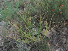 Matthiola odoratissima