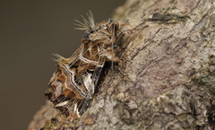Callopistria repleta