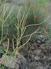 Matthiola odoratissima