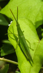 Atractomorpha acutipennis gerstaeckeri