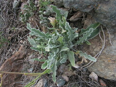 Matthiola odoratissima