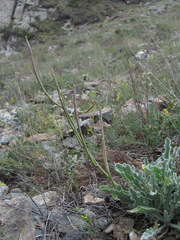 Matthiola odoratissima