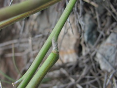 Matthiola odoratissima