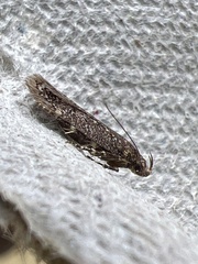 Bryotropha affinis