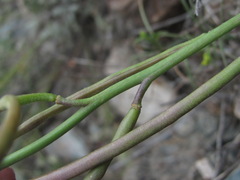 Matthiola odoratissima