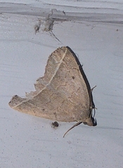 Zanclognatha marcidilinea