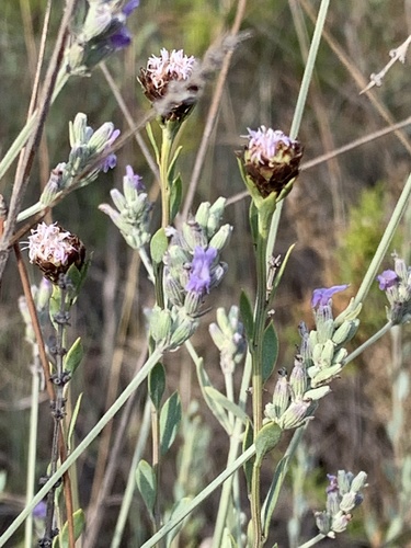Lavandula latifolia iNat (1)