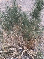 Haloxylon ammodendron