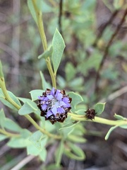 Globularia alypum
