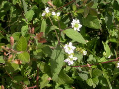 Lantana viburnoides
