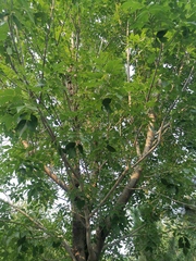 Fraxinus chinensis