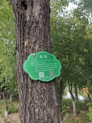 Fraxinus chinensis