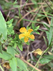Hypericum virgatum