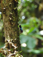 Amblyscarta opulenta