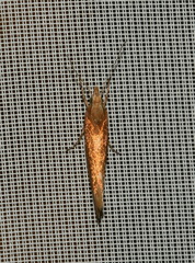 Ypsolopha parenthesella