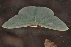 Chlorocoma assimilis