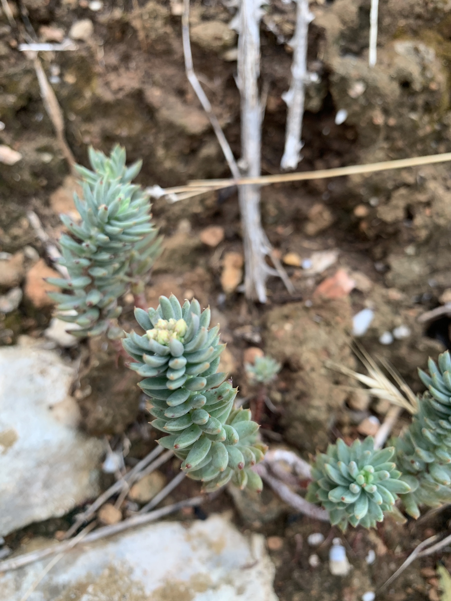 Sempervivum sediforme Jacq. 3