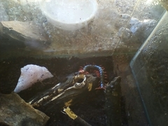 Cormocephalus nitidus