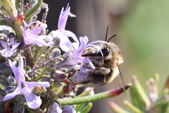 Anthophora plagiata