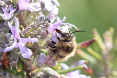 Anthophora plagiata