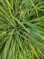 Iris oxypetala