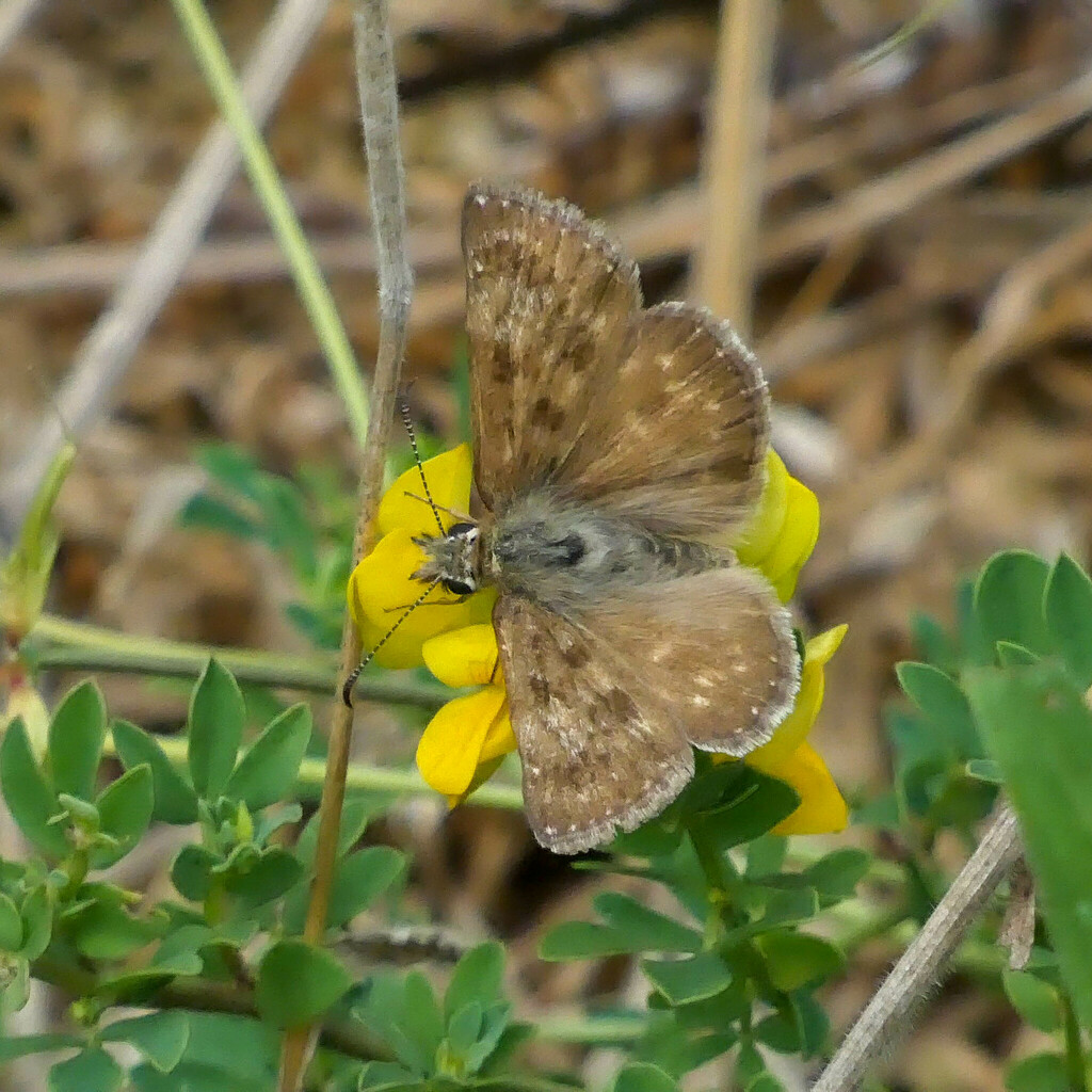 Dingy Skipper